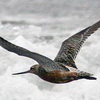 Zugvogel Weltrekord: Eine Pfuhlschnepfe (Limosa lapponica) fliegt 11.500 Kilometer ohne Zwischenlandung