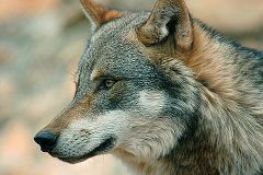 Jägerschaft verurteilt Wolfsabschuss in Deutschland