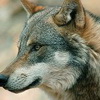 Jägerschaft verurteilt Wolfsabschuss in Deutschland