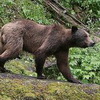 Wilderer erlegen Braunbär an der Grenze zwischen Österreich und Slowenien