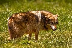 Wolf in Oberbayern und Nordrhein-Westfalen