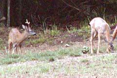 Die Rehwildjagd ist eröffnet