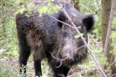 Ansitzjagd auf Schwarzwild