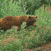 Zur Erinnerung: Braunbär totet Pilzesammler in rumänischen Karpaten - 17. Oktober 2004