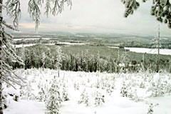 Waldvogeljagd in Lappland