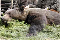 Einfuhr von Braunbär-Trophäen aus Rumänien in die EU wieder möglich