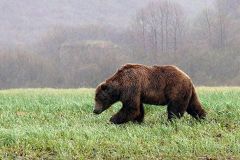 Zu viele Braunbären in der Slowakei!