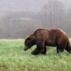Zu viele Braunbären in der Slowakei!