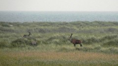 7. Rotwildsymposium der Deutschen Wildtier Stiftung