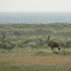 7. Rotwildsymposium der Deutschen Wildtier Stiftung