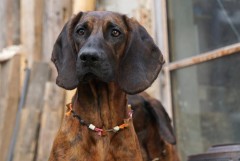 Schweißhund Ausrüstung - was braucht man wirklich?