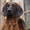 Schweißhund Ausrüstung - was braucht man wirklich?