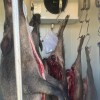 Wildbret hygienisch zuhause zerwirken