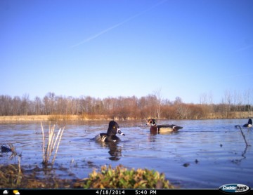 Cuddeback C1