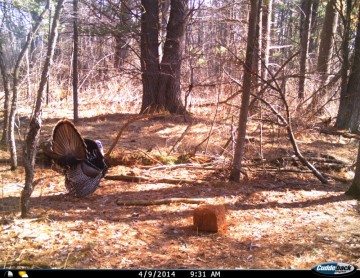 Cuddeback C1