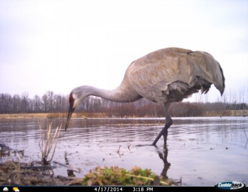 Cuddeback E3