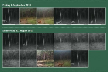 SuperJagd Wildkamera Service - Beispiel Fotos