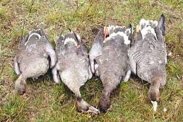 Flintenjagd auf Enten & Gänse im Donaudelta