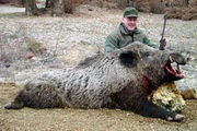 Pirsch und Ansitz auf kapitales Schwarzwild in der Türkei